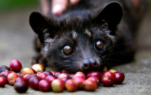 Un caffè tanto pregiato quanto discusso: il “Kopi Luwak”